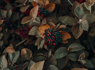 Lorem Ipsum has been (1)